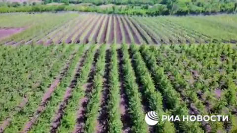 Как в освобожденной Волновахе появились черешневые сады.