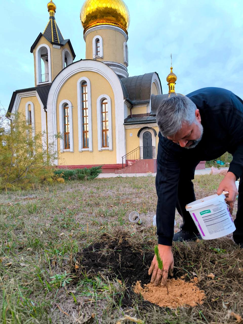 Ямал — Донбассу. Сибирский кедр переехал с севера на юг.